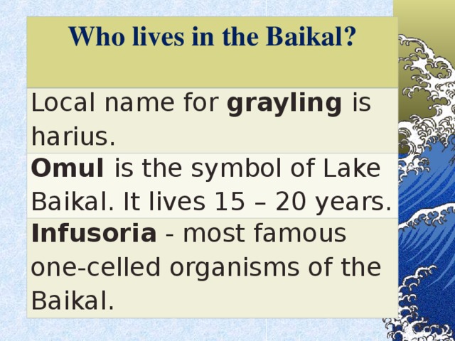 Who lives in the Baikal?  Local name for grayling  is  harius. Omul  is the symbol of Lake Baikal. It lives 15 – 20 years. Infusoria - most famous one-celled organisms of the Baikal.