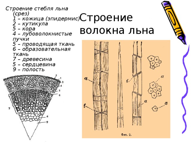 Схема строения мышьяка