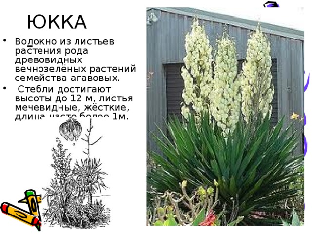 ЮККА -