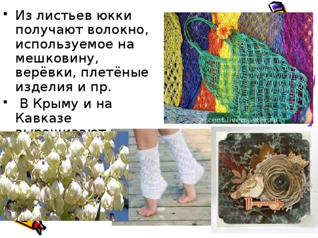 Из листьев юкки получают волокно, используемое на мешковину, верёвки, плетёные   изделия и пр.  В Крыму и на Кавказе выращивают как декоративные растения.