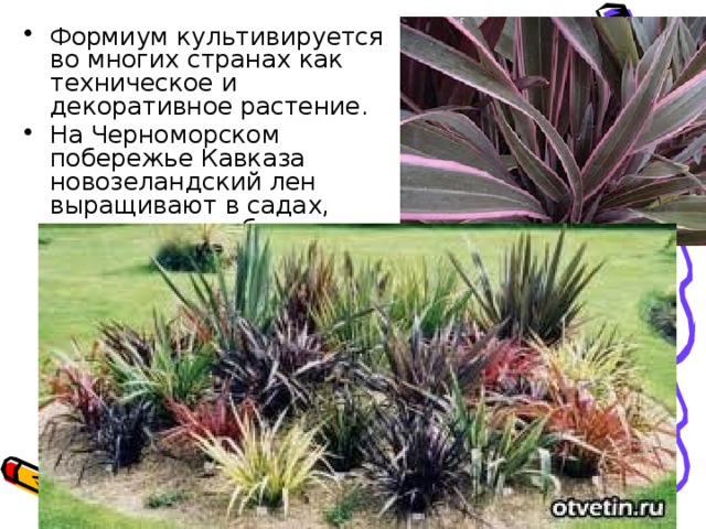 Формиум культивируется во многих странах как техническое и декоративное растение. На Черноморском побережье Кавказа новозеландский лен выращивают в садах, парках и на небольших плантациях.