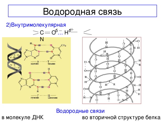 Водородная связь 2)Внутримолекулярная б б  C O … H N  Водородные связи  в молекуле ДНК  во вторичной структуре белка