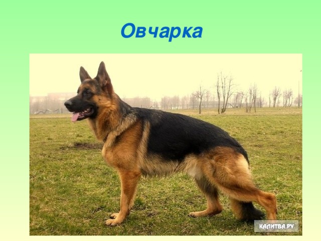 Овчарка