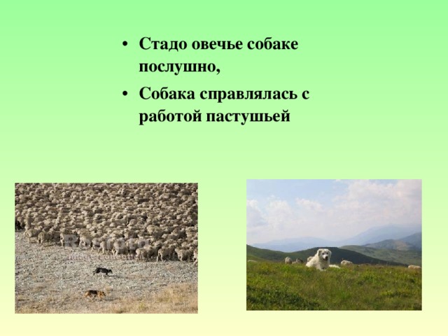 Стадо овечье собаке послушно, Собака справлялась с работой пастушьей