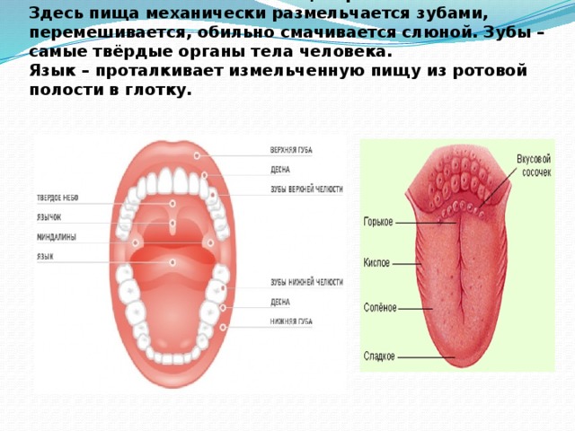 Ротовая полость – начало пищеварительной системы. Здесь пища механически размельчается зубами, перемешивается, обильно смачивается слюной. Зубы – самые твёрдые органы тела человека.  Язык – проталкивает измельченную пищу из ротовой полости в глотку.