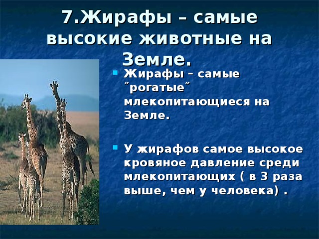7.Жирафы – самые высокие животные на Земле.  Жирафы – самые ˝рогатые˝ млекопитающиеся на Земле.