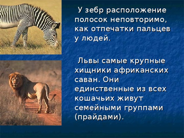 У зебр расположение полосок неповторимо, как отпечатки пальцев у людей.  Львы самые крупные хищники африканских саван. Они единственные из всех кошачьих живут семейными группами (прайдами).