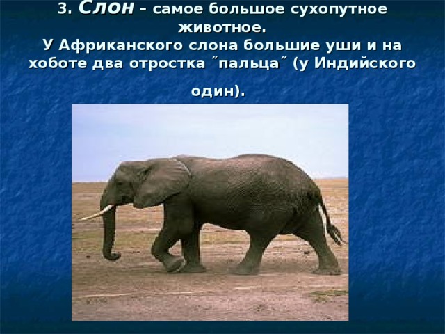 Известно что индийский слон крупное наземное. Самое большое сухопутное животное. Африканский слон самое крупное сухопутное животное. Слон Африканский самое крупное из современных наземных животных. Самое тяжелое сухопутное животное.