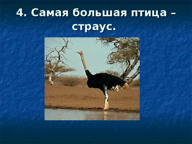 4. Самая большая птица – страус.