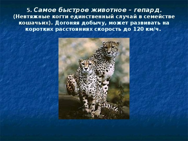 5. Самое быстрое животное – гепард . (Невтяжные когти единственный случай в семействе кошачьих). Догоняя добычу, может развивать на коротких расстояниях скорость до 120 км/ч.