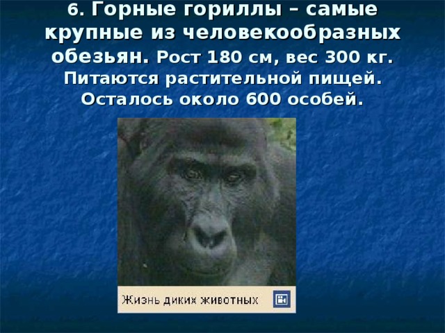 6. Горные гориллы – самые крупные из человекообразных обезьян. Рост 180 см, вес 300 кг. Питаются растительной пищей. Осталось около 600 особей.