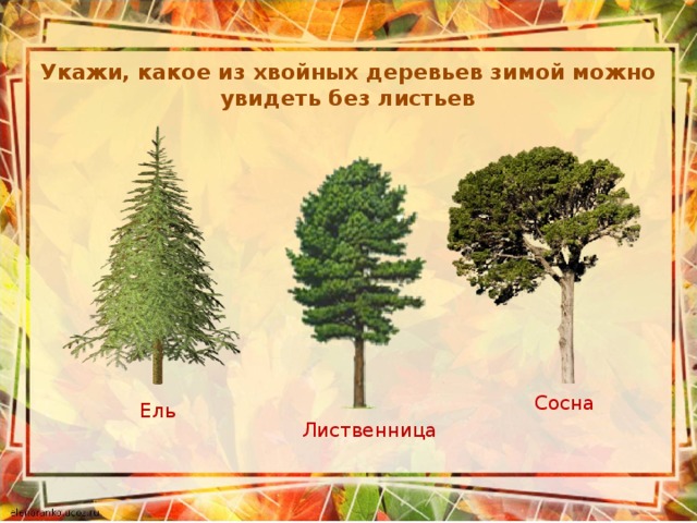 Укажи, какое из хвойных деревьев зимой можно увидеть без листьев  Сосна Ель Лиственница