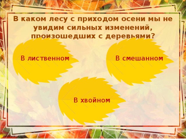 В каком лесу с приходом осени мы не увидим сильных изменений, произошедших с деревьями? В лиственном В смешанном В хвойном