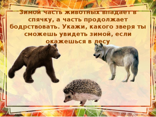 Зимой часть животных впадает в спячку, а часть продолжает бодрствовать. Укажи, какого зверя ты сможешь увидеть зимой, если окажешься в лесу