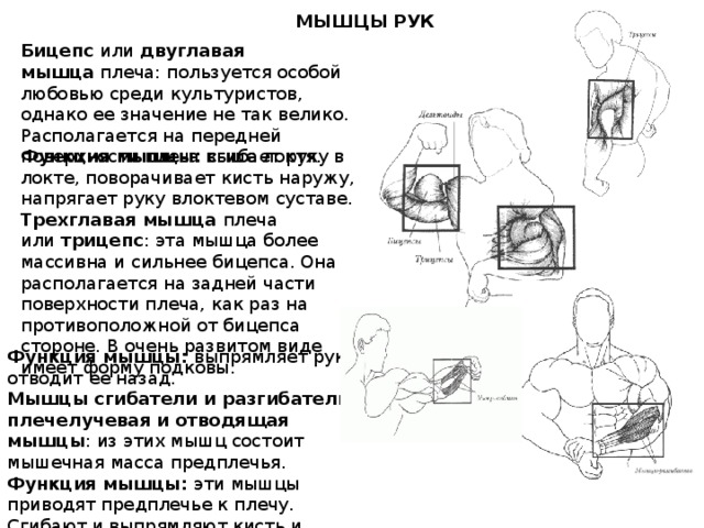   МЫШЦЫ РУК Бицепс  или  двуглавая мышца  плеча: пользуется особой любовью среди культуристов, однако ее значение не так велико. Располагается на передней поверхности плеча выше локтя. Функция мышцы:  сгибает руку в локте, поворачивает кисть наружу, напрягает руку влоктевом суставе. Трехглавая мышца  плеча или  трицепс : эта мышца более массивна и сильнее бицепса. Она располагается на задней части поверхности плеча, как раз на противоположной от бицепса стороне. В очень развитом виде имеет форму подковы. Функция мышцы:  выпрямляет руку и отводит ее назад. Мышцы сгибатели и разгибатели, плечелучевая и отводящая мышцы : из этих мышц состоит мышечная масса предплечья. Функция мышцы:  эти мышцы приводят предплечье к плечу. Сгибают и выпрямляют кисть и пальцы.