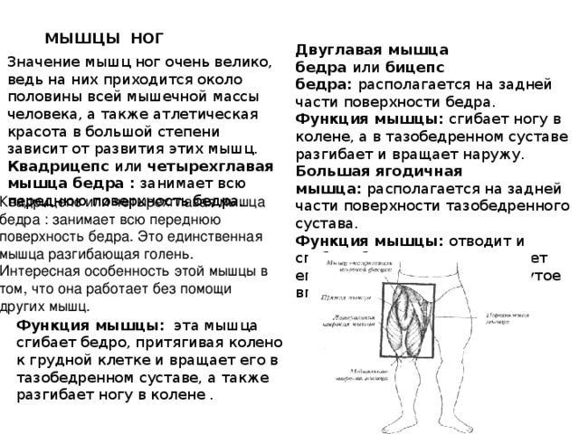 МЫШЦЫ  НОГ Двуглавая мышца бедра  или  бицепс бедра:  располагается на задней части поверхности бедра. Функция мышцы:  сгибает ногу в колене, а в тазобедренном суставе разгибает и вращает наружу. Большая ягодичная мышца:  располагается на задней части поверхности тазобедренного сустава. Функция мышцы:  отводит и сгибает бедро, а также вращает его наружу. Выпрямляет согнутое вперед туловище. Значение мышц ног очень велико, ведь на них приходится около половины всей мышечной массы человека, а также атлетическая красота в большой степени зависит от развития этих мышц. Квадрицепс  или  четырехглавая мышца бедра :  занимает всю переднюю поверхность бедра.  Квадрицепс или четырехглавая мышца бедра : занимает всю переднюю поверхность бедра. Это единственная мышца разгибающая голень. Интересная особенность этой мышцы в том, что она работает без помощи других мышц. Функция мышцы:   эта мышца сгибает бедро, притягивая колено к грудной клетке и вращает его в тазобедренном суставе, а также разгибает ногу в колене .