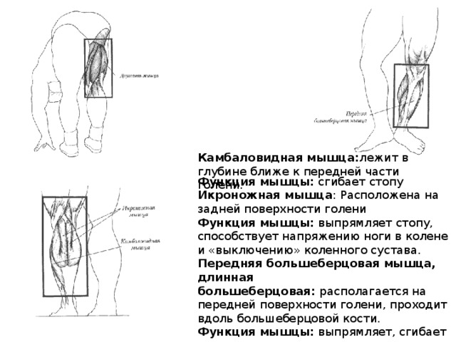 Камбаловидная мышца: лежит в глубине ближе к передней части голени. Функция мышцы:  сгибает стопу Икроножная мышца : Расположена на задней поверхности голени Функция мышцы:  выпрямляет стопу, способствует напряжению ноги в колене и «выключению» коленного сустава. Передняя большеберцовая мышца, длинная большеберцовая:  располагается на передней поверхности голени, проходит вдоль большеберцовой кости. Функция мышцы:  выпрямляет, сгибает и поворачивает ступню