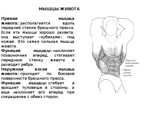 МЫШЦЫ ЖИВОТА Прямая мышца живота:  располагается вдоль передней стенки брюшного пресса. Если эта мышца хорошо развита, она выступает «кубиками» под кожей. Это самая сильная мышца живота. Функция мышцы:  наклоняет позвоночник вперед, стягивает переднюю стенку живота и разводит ребра. Наружная косая мышца живота:  проходит по боковой поверхности брюшного пресса. Функция мышцы:  сгибает и вращает туловище в стороны, а еще наклоняет его вперед при сокращении с обеих сторон.