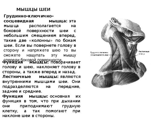 МЫШЦЫ ШЕИ Грудинно-ключично-сосцевидная мышца:  эта мышца располагается на боковой поверхности шеи с небольшим смещением вперед, такие две «колонны» по бокам шеи. Если вы повернете голову в сторону и напряжете шею то вы сможете нащупать эту мышцу спереди боковой поверхности. Функция мышцы:  поворачивает голову и шею, наклоняет голову в стороны, а также вперед и назад. Лестничные мышцы:  являются внутренними мышцами шеи. Они подразделяются на передние, задние и средние. Функция мышцы:  основная их функция в том, что при дыхании они приподнимают грудную клетку, а так помогают при наклоне шеи в стороны.