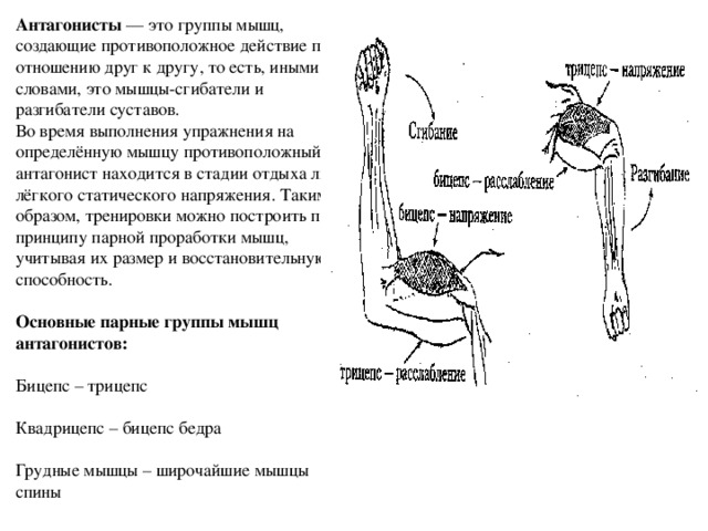 Антагонисты — это группы мышц, создающие противоположное действие по отношению друг к другу, то есть, иными словами, это мышцы-сгибатели и разгибатели суставов.  Во время выполнения упражнения на определённую мышцу противоположный антагонист находится в стадии отдыха либо лёгкого статического напряжения. Таким образом, тренировки можно построить по принципу парной проработки мышц, учитывая их размер и восстановительную способность.   Основные парные группы мышц антагонистов:   Бицепс – трицепс   Квадрицепс – бицепс бедра   Грудные мышцы – широчайшие мышцы спины