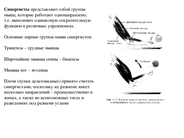 Синергисты представляют собой группы мышц, которые работают однонаправлено, т.е. выполняют одинаковую сократительную функцию в различных упражнениях.   Основные парные группы мышц синергистов:   Трицепсы – грудные мышцы   Широчайшие мышцы спины – бицепсы   Мышцы ног – ягодицы   Плечи (пучки дельтовидных) принято считать синергистами, поскольку их развитие имеет несколько направлений – преимущественно в жимах, а также во всевозможных тягах и разведениях под разными углами