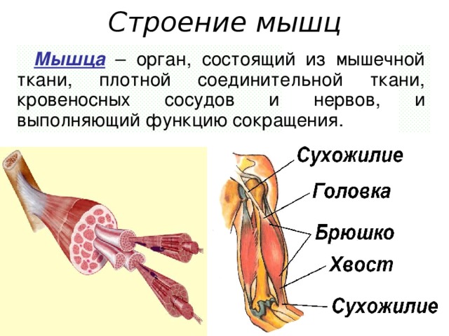 Строение мышц Мышца – орган, состоящий из мышечной ткани, плотной соединительной ткани, кровеносных сосудов и нервов, и выполняющий функцию сокращения.