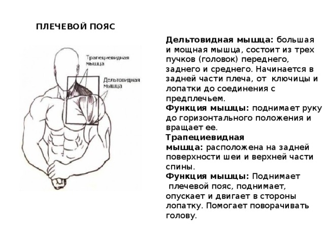 ПЛЕЧЕВОЙ ПОЯС Дельтовидная мышца:  большая и мощная мышца, состоит из трех  пучков (головок) переднего, заднего и среднего. Начинается в задней части плеча, от  ключицы и лопатки до соединения с предплечьем. Функция мышцы:  поднимает руку до горизонтального положения и вращает ее. Трапециевидная мышца:  расположена на задней поверхности шеи и верхней части спины. Функция мышцы:  Поднимает  плечевой пояс, поднимает, опускает и двигает в стороны лопатку. Помогает поворачивать голову.