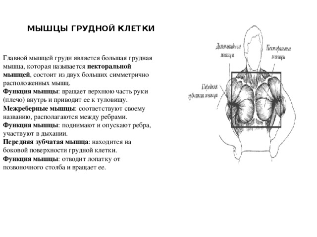 МЫШЦЫ ГРУДНОЙ КЛЕТКИ Главной мышцей груди является большая грудная мышца, которая называется пекторальной мышцей , состоит из двух больших симметрично расположенных мышц. Функция мышцы : вращает верхнюю часть руки (плечо) внутрь и приводит ее к туловищу. Межреберные мышцы : соответствуют своему названию, располагаются между ребрами. Функция мышцы : поднимают и опускают ребра, участвуют в дыхании. Передняя зубчатая мышца : находится на боковой поверхности грудной клетки. Функция мышцы : отводит лопатку от позвоночного столба и вращает ее.