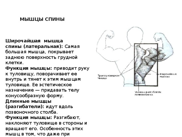 МЫШЦЫ СПИНЫ Широчайшая  мышца спины (латеральная):  Самая большая мышца, покрывает заднюю поверхность грудной клетки. Функция мышцы:  приводит руку к туловищу, поворачивает ее внутрь и тянет к этим мышцам туловище. Ее эстетическое назначение — придавать телу конусообразную форму. Длинные мыщцы (разгибатели):  идут вдоль позвоночного столба. Функция мышцы:  Разгибают, наклоняют туловище в стороны и вращают его. Особенность этих мышц в том, что даже при максимальном развитии они не выглядят массивными.