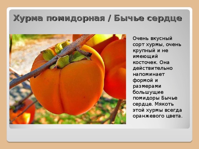 Хурма помидорная / Бычье сердце Очень вкусный сорт хурмы, очень крупный и не имеющий косточек. Она действительно напоминает формой и размерами большущие помидоры Бычье сердце. Мякоть этой хурмы всегда оранжевого цвета.