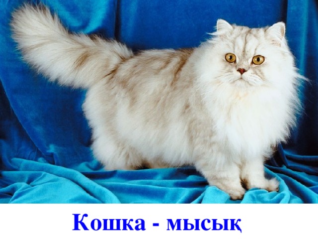 Кошка - мысық