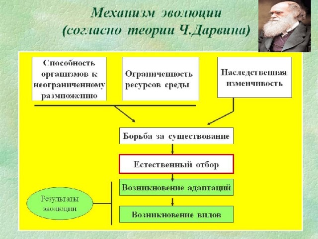 Основная логика эволюционного учения Ч.Дарвина Наследственность Организмы отличаются друг от друга и могут передавать свои характерные особенности потомкам Выживают наиболее  приспособленные Изменчивость Способность организмов к неограниченному размножению Естественный отбор Борьба за существование Ограниченность условий среды