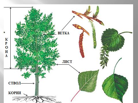 Строение дерева береза для детей. Тополь дерево строение. Берёза строение дерева. Строение листа тополя.