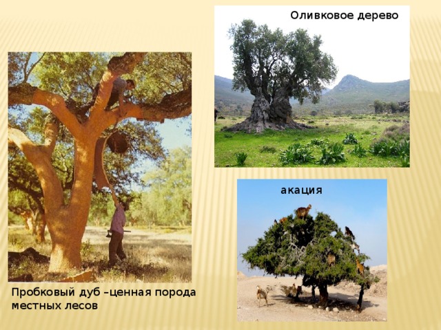 Оливковое дерево акация Пробковый дуб –ценная порода местных лесов