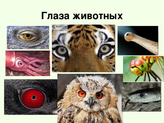 Глаза животных