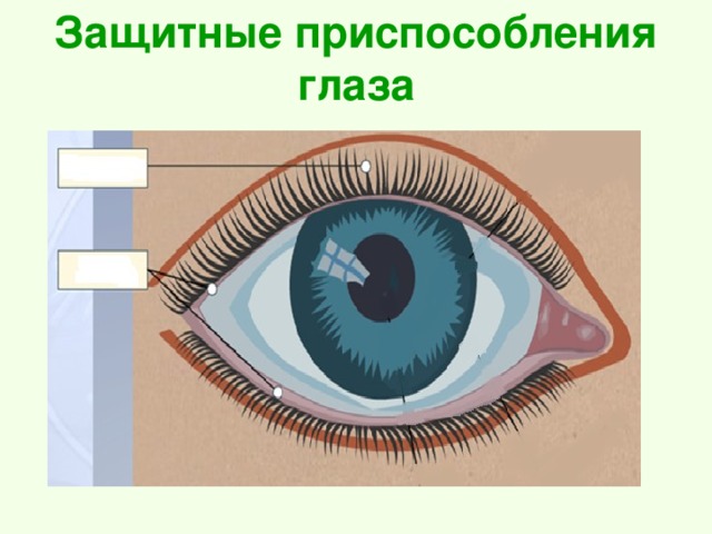 Защитные приспособления глаза