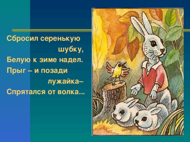 Сбросил серенькую  шубку, Белую к зиме надел. Прыг – и позади  лужайка– Спрятался от волка...