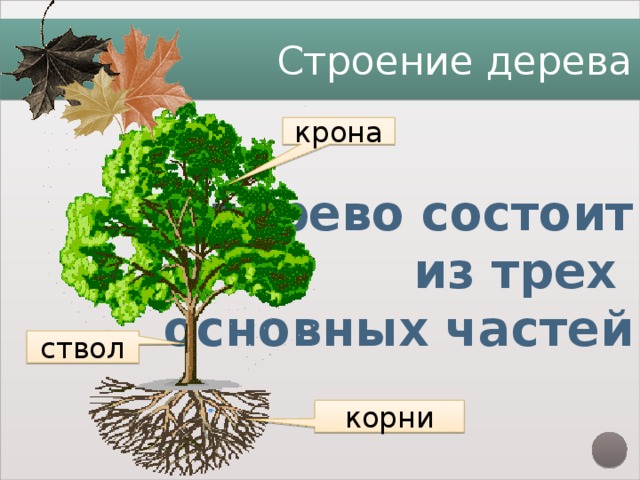 Урок дерево 8 класс. Строение дерева. Крона часть дерева. Строение дерева для студентов.