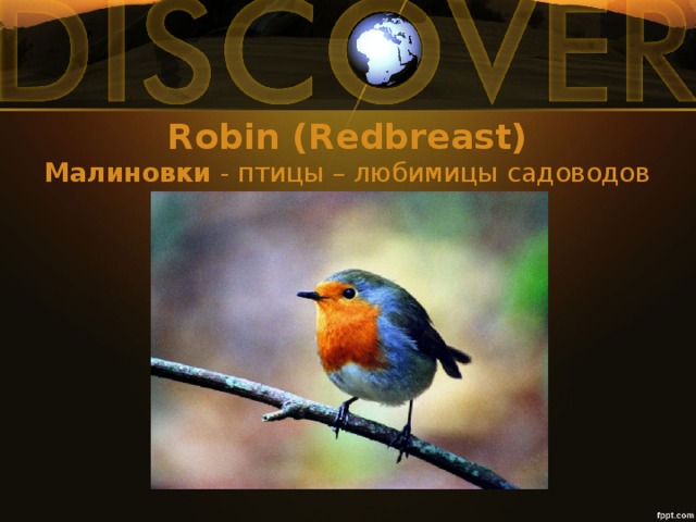 Robin (Redbreast)  Малиновки  - птицы – любимицы садоводов