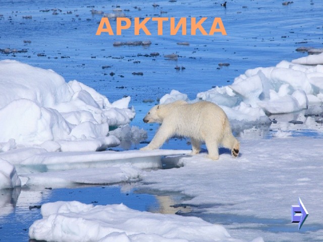 АРКТИКА