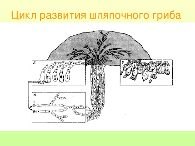 Цикл развития шляпочного гриба