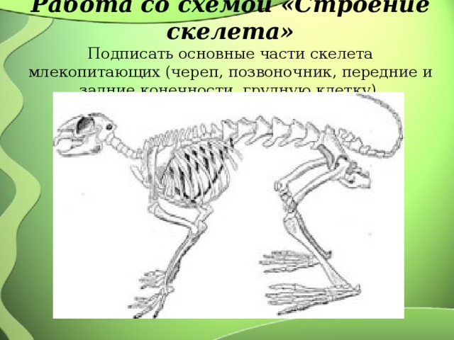 Работа со схемой «Строение скелета»  Подписать основные части скелета млекопитающих (череп, позвоночник, передние и задние конечности, грудную клетку).
