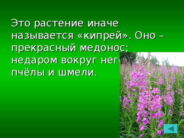 Это растение иначе называется «кипрей». Оно – прекрасный медонос; недаром вокруг него вьются пчёлы и шмели.