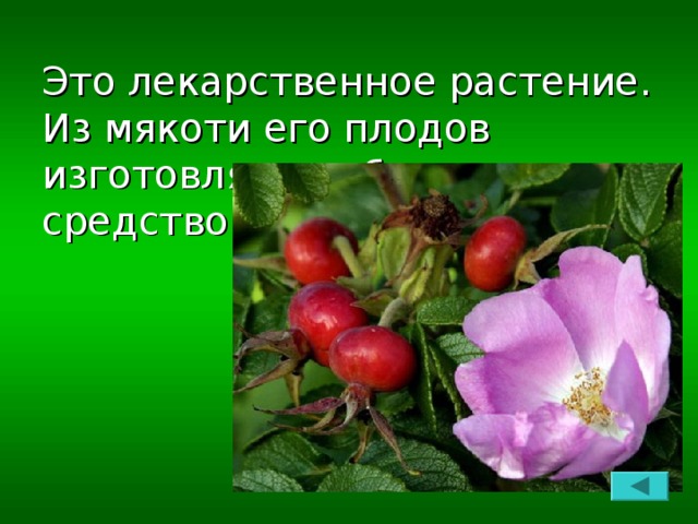 Это лекарственное растение. Из мякоти его плодов изготовляют таблетки – средство против цинги.