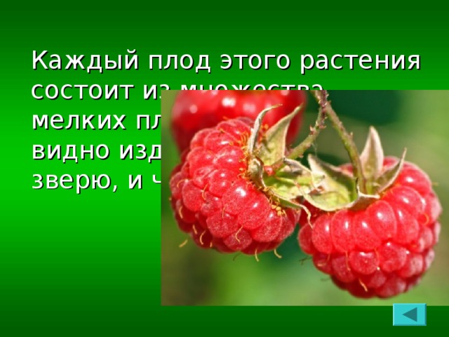 Каждый плод этого растения состоит из множества мелких плодиков. Эти ягоды видно издалека и птице, и зверю, и человеку.