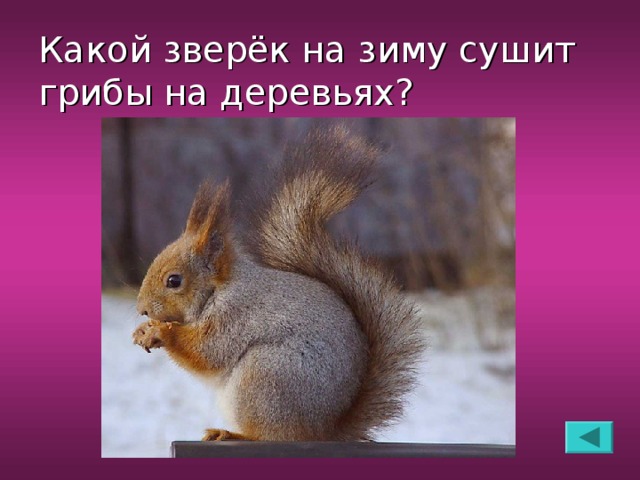 Какой зверёк на зиму сушит грибы на деревьях?