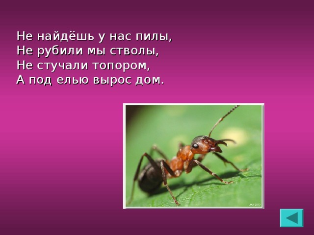 Не найдёшь у нас пилы,  Не рубили мы стволы,  Не стучали топором,  А под елью вырос дом.