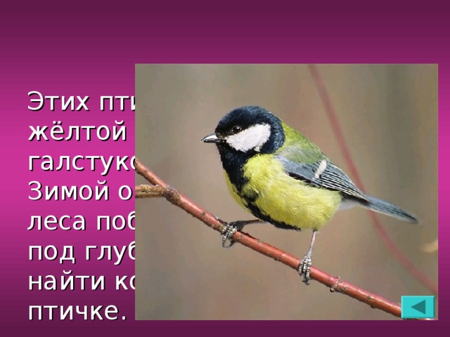 Этих птиц легко узнать по жёлтой грудке с чёрным галстуком посередине. Зимой они прилетают из леса поближе к жилью. Ведь под глубоким снегом трудно найти корм маленькой птичке.