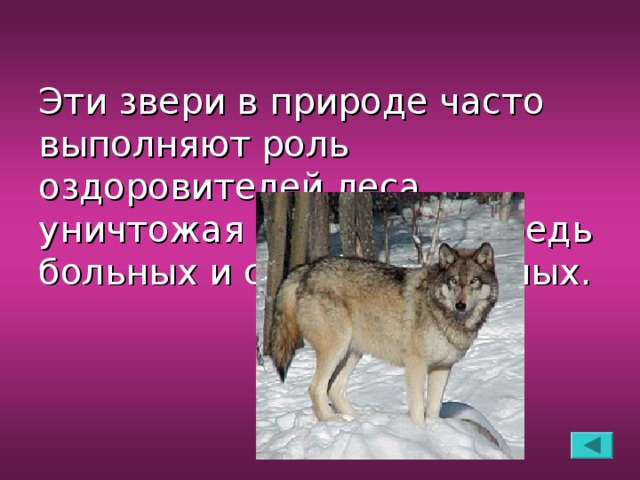 Эти звери в природе часто выполняют роль оздоровителей леса, уничтожая в первую очередь больных и слабых животных.