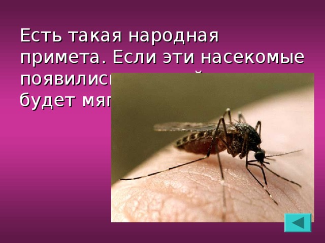 Есть такая народная примета. Если эти насекомые появились поздней осенью, будет мягкая зима.